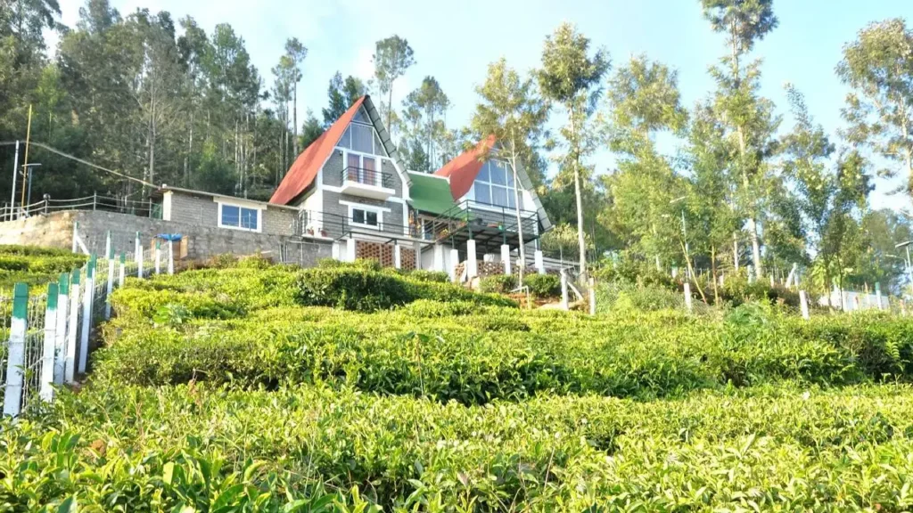 Medicinal Plants to Grow Near Your Homestay in India